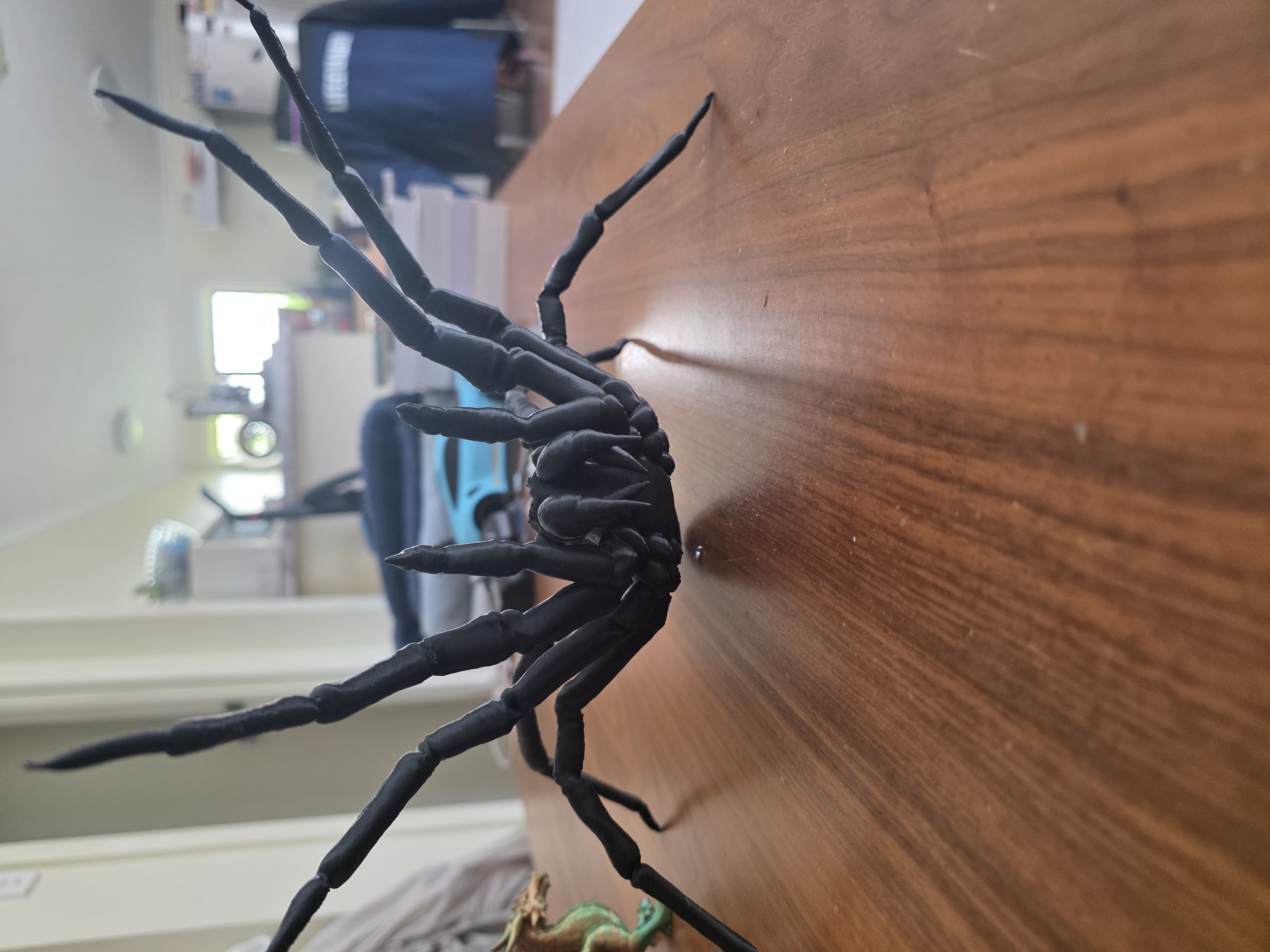Funnel Web Spider