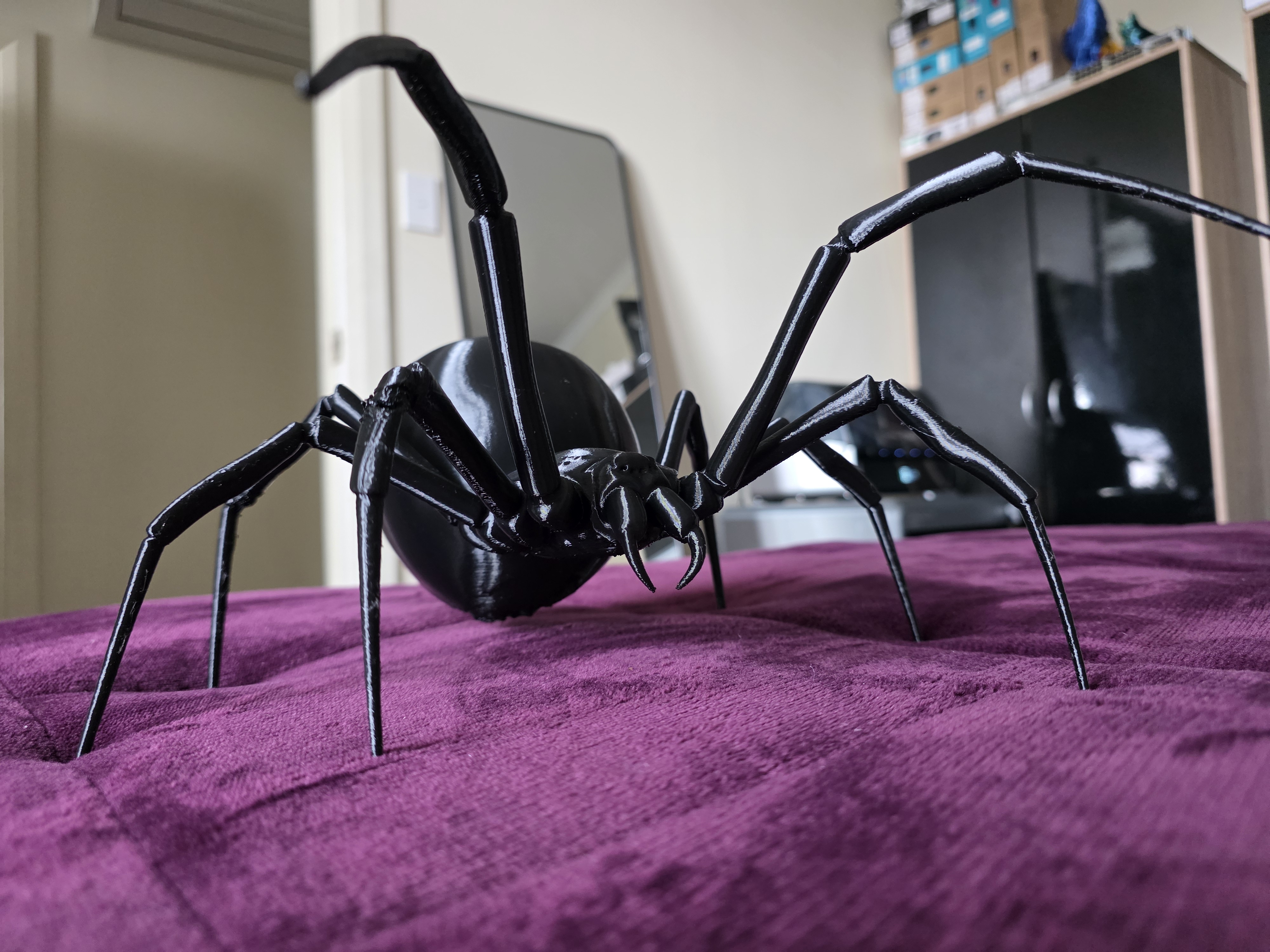 Redback Spider